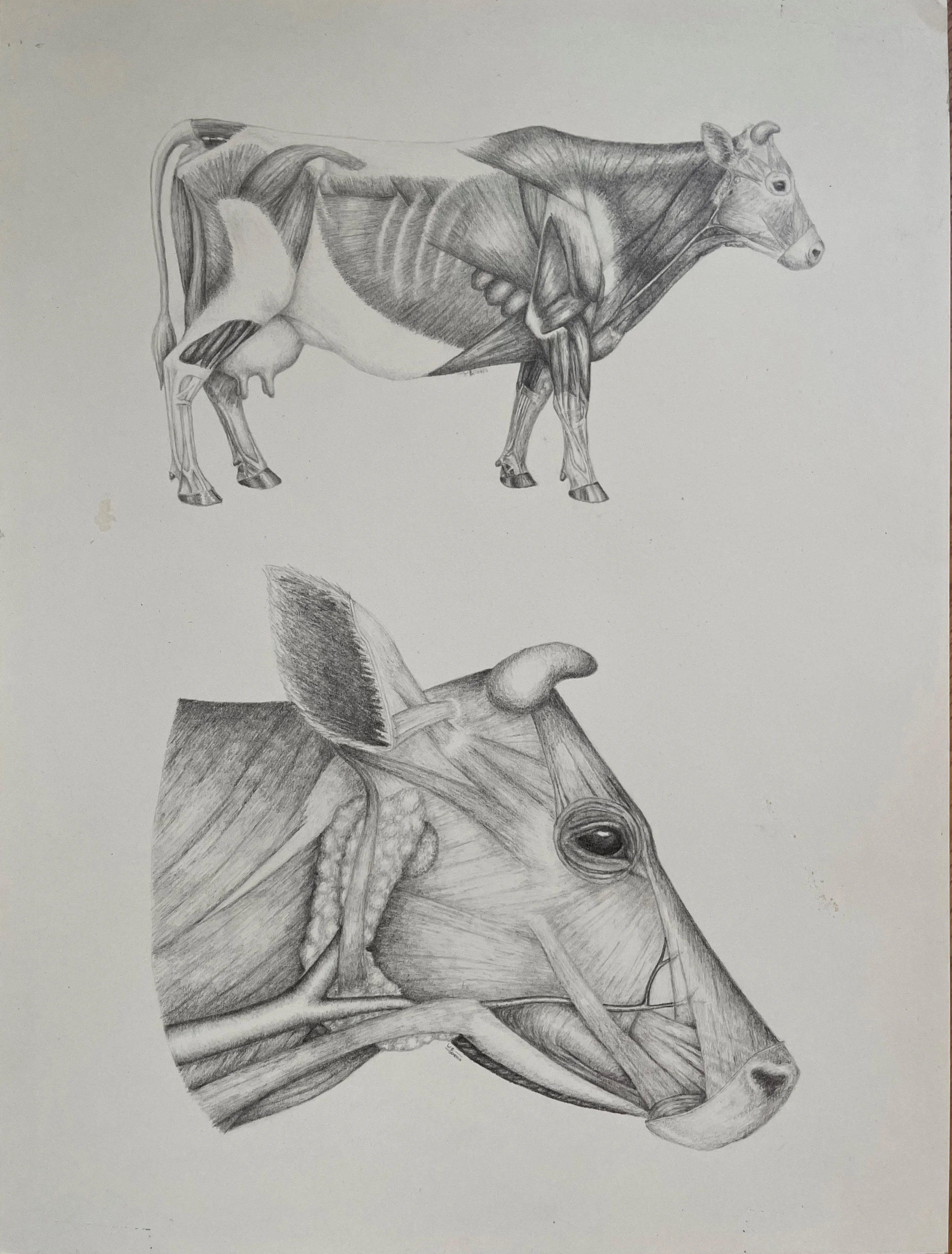 Bovine anatomy, pencil