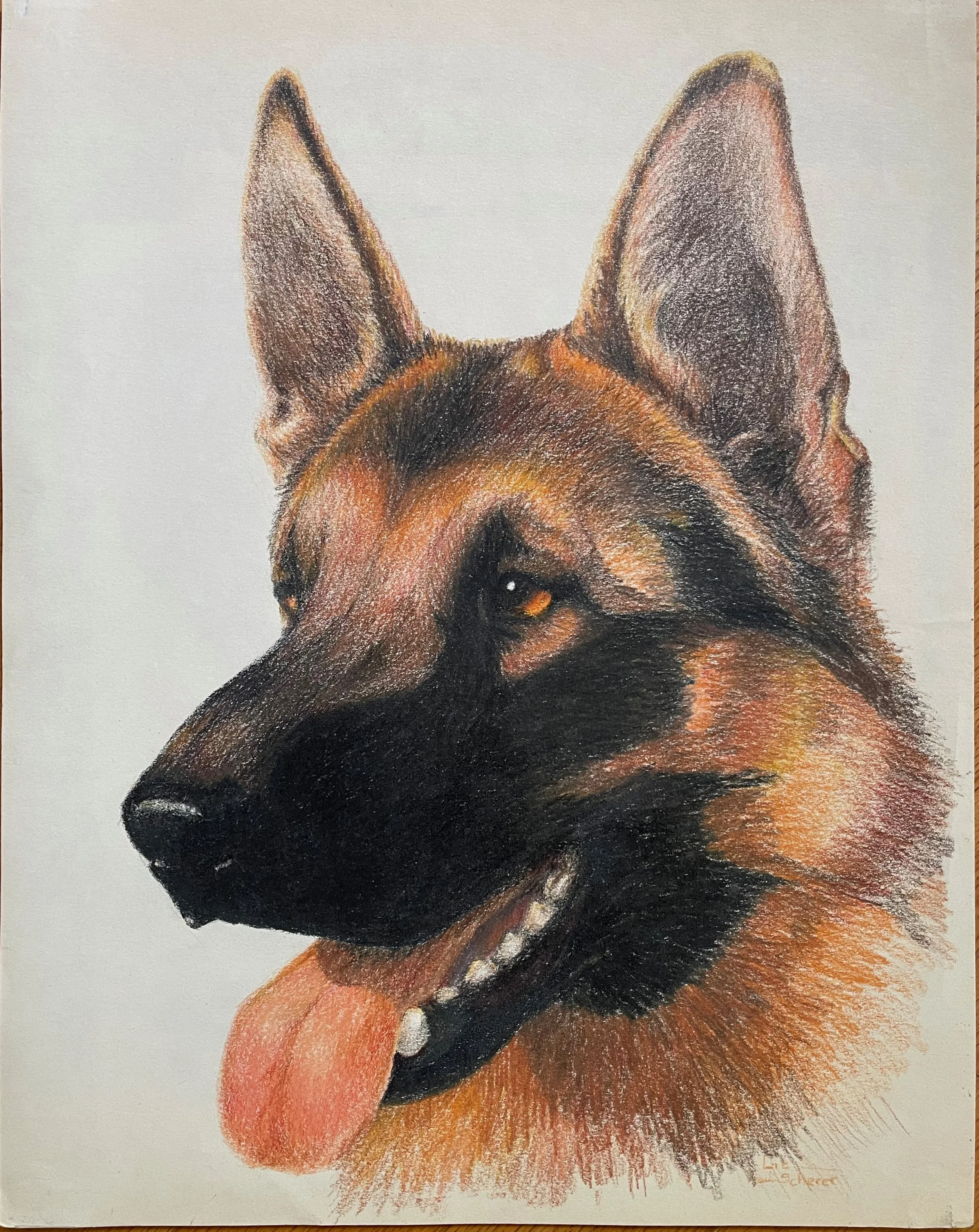 German shepherd, colored pencil