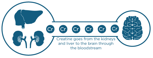 Creatine in the bloodstream, illustration