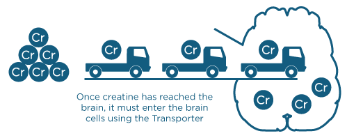 Creatine entering the brain, illustration