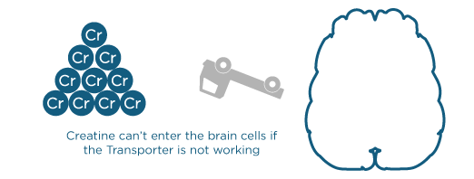 Creatine not entering the brain, illustration