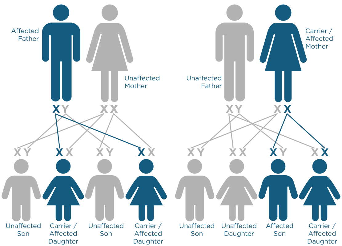 X-linked inheritance illustration